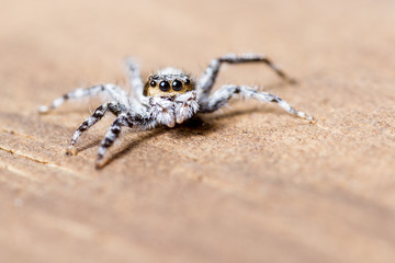 Jumping spider - mariposa muscosa