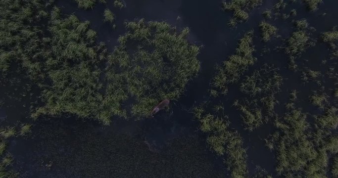 LOWER on MOOSE CLOSE! Moose 4K Drone Aerial View, Bull Moose Filmed in the Rocky mountains on the USA, Canada border in a beautiful lake, stream eating grass.
