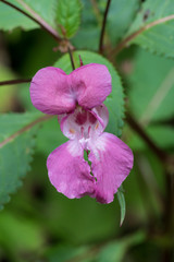 Drüsiges Springkraut