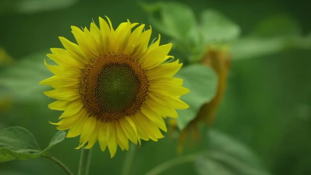 sunflower macro