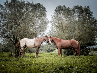 Obraz na płótnie Canvas cople of horses crossing their heads in a blooming field of flowers