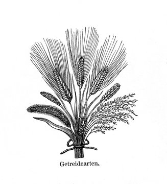 Cereals grown at prehistoric stilt-house settlements (from Meyers Lexikon, 1896, 13/754/755)