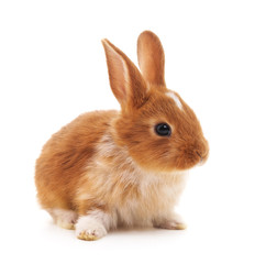 One brown rabbit. © ANASTASIIA