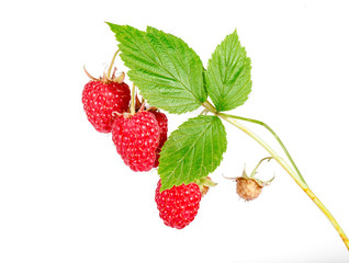 Ripe raspberries with leaves on the branch. isolated on white.