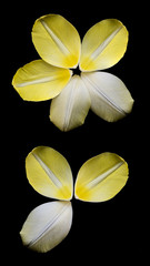 Several yellow petals of tulip arranged in circle