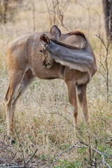 gazelle