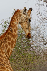 girafe