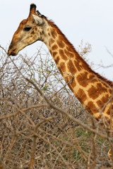 girafe