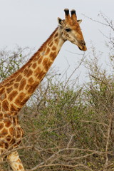girafe