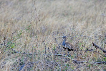 oiseau