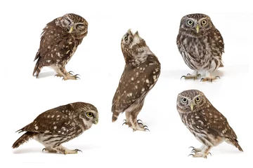 Gardinen Collage of little owls (Athene noctua) on white background © Tatiana