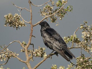 Common raven (Corvus corax)