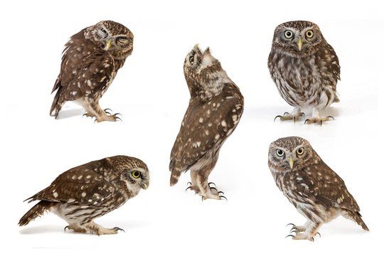 Collage of little owls (Athene noctua) on white background
