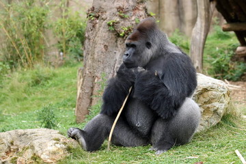 Gorilla