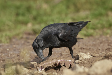 Obraz premium Common raven (Corvus corax)