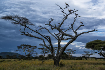 Tree with several white storks in the Serengeti National Park in Tanzania