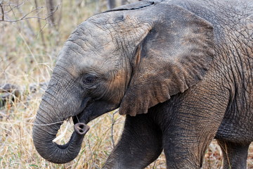 Fototapeta premium éléphant