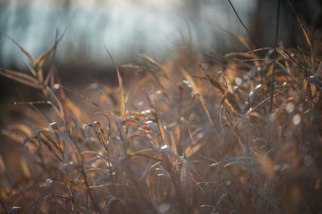 dark rotten grass background at winter