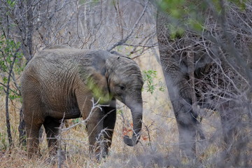 éléphant