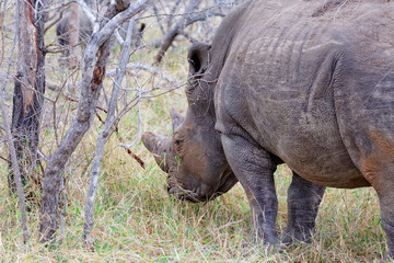 Fototapeta premium rhinocéros