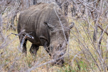 rhinocéros