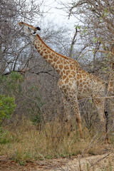 girafe