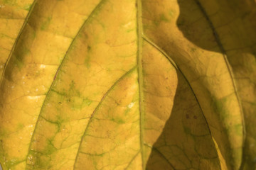 Close up of old yellow leaf for background or wallpaper.
