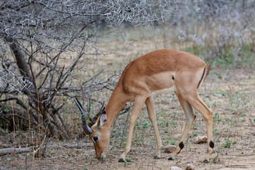 impala
