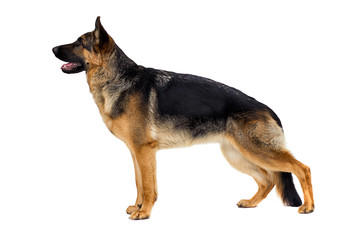 German Shepherd dog stands sideways on a white background isolat