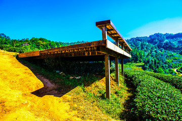 Landscape View at Tea Plantation 2000