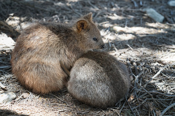 Wildlife of Australia
