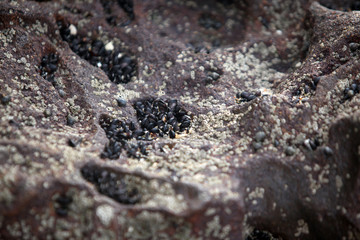 beautiful nature detail - macro photography of black mussles on a brown rock  on atlantic coastline with natural sunlight 