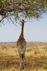 girafe