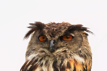 Uhu 