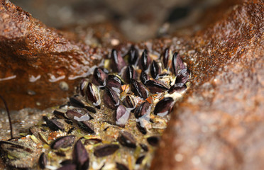 beautiful nature detail - macro photography of black mussles on a brown rock  on atlantic coastline with natural sunlight 