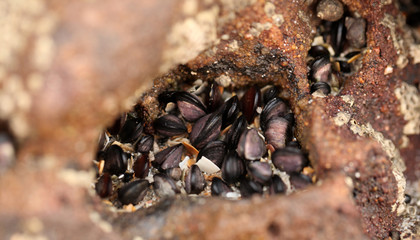 beautiful nature detail - macro photography of black mussles on a brown rock  on atlantic coastline with natural sunlight 