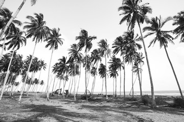 Coconut tree view in black and white with vintage effect.