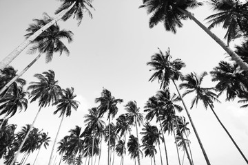Uitzicht op de kokospalm in zwart-wit met vintage effect.