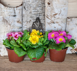 Spring primulas in plastic growing pots. Birch bark in the background