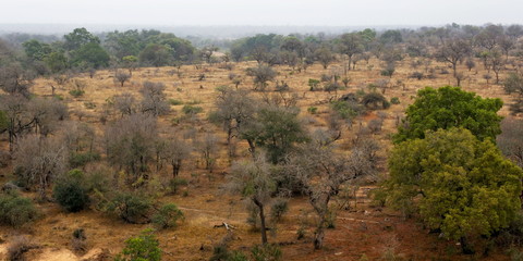 savane