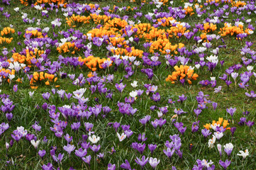 Fototapeta premium Krokusblüte