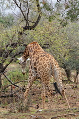 girafe