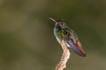 Obraz na płótnie Canvas rufous-tailed hummingbird - Amazilia tzacatl