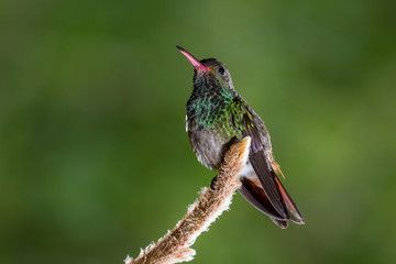 rufous-tailed hummingbird - Amazilia tzacatl