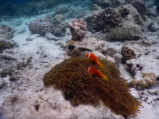 Anemonenfische mit Anemone Malediven