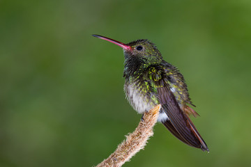 rufous-tailed hummingbird - Amazilia tzacatl