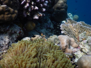 Fototapeta na wymiar Anemonenfisch in Anemone Malediven