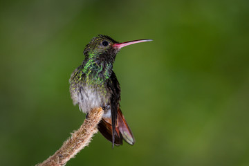 Fototapeta premium rufous-tailed hummingbird - Amazilia tzacatl