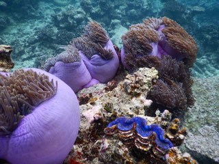 Prachtanemone Malediven © eickys