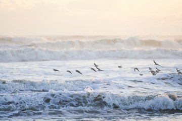 A group of birds flying over the ocean at sunrise. A beautiful golden haze is in the sky, and the waves of water crash onward.